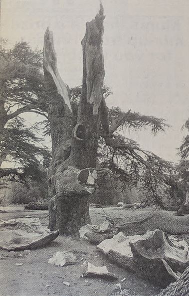 Storm power: a tree devastated by the storm in West Dean gardens