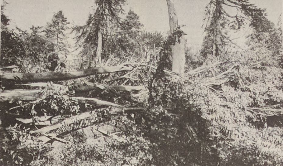 The scene of devastation in Hotham Park, Bognor